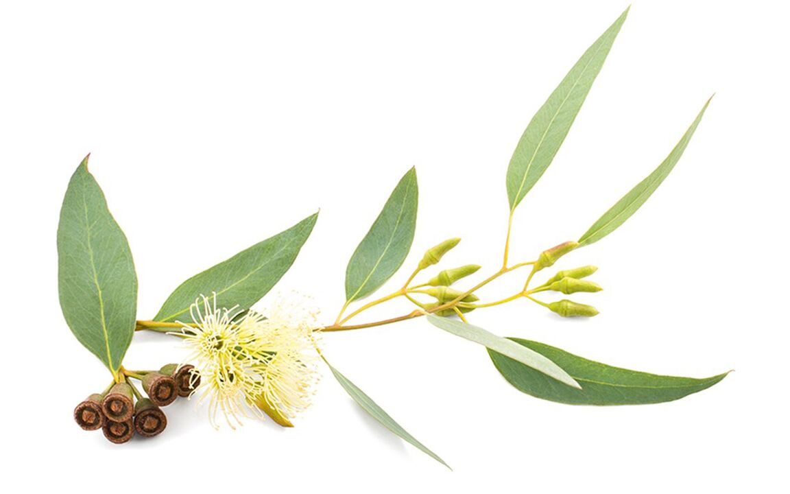 Olio di eucalipto in hardrolife